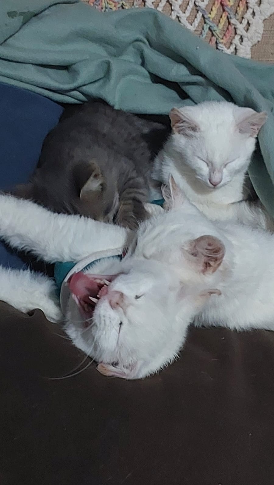 Gato 1