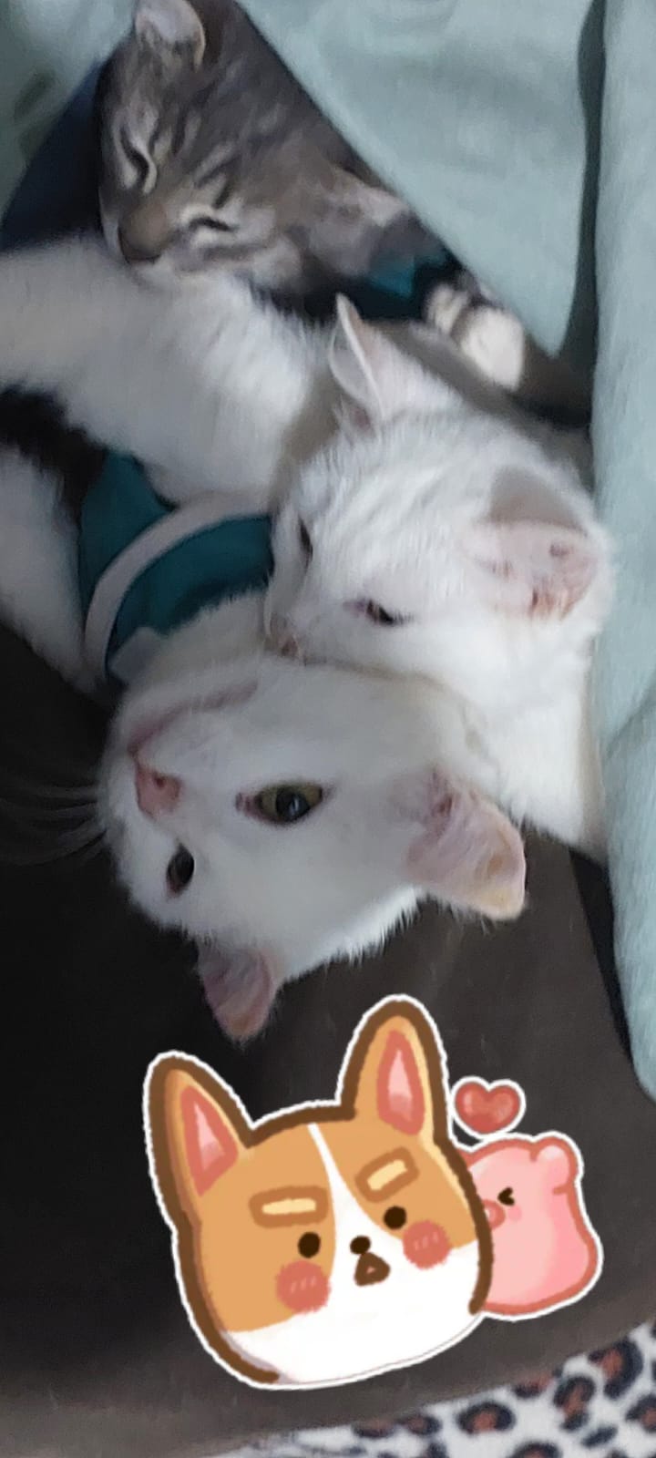 Gato 2