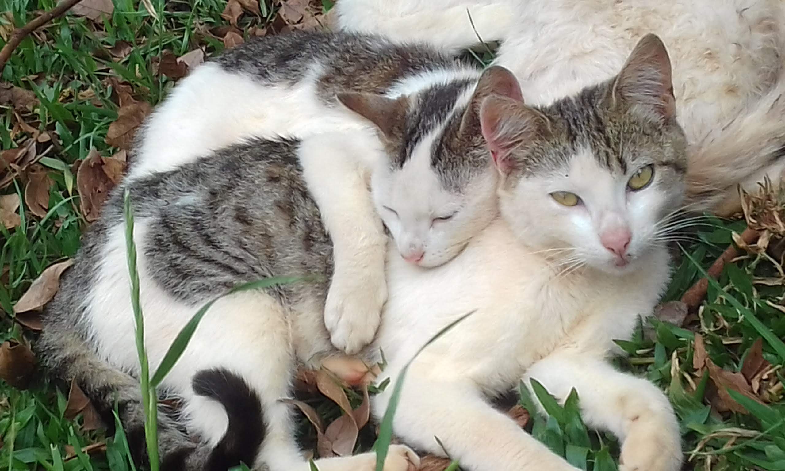 Gato 4