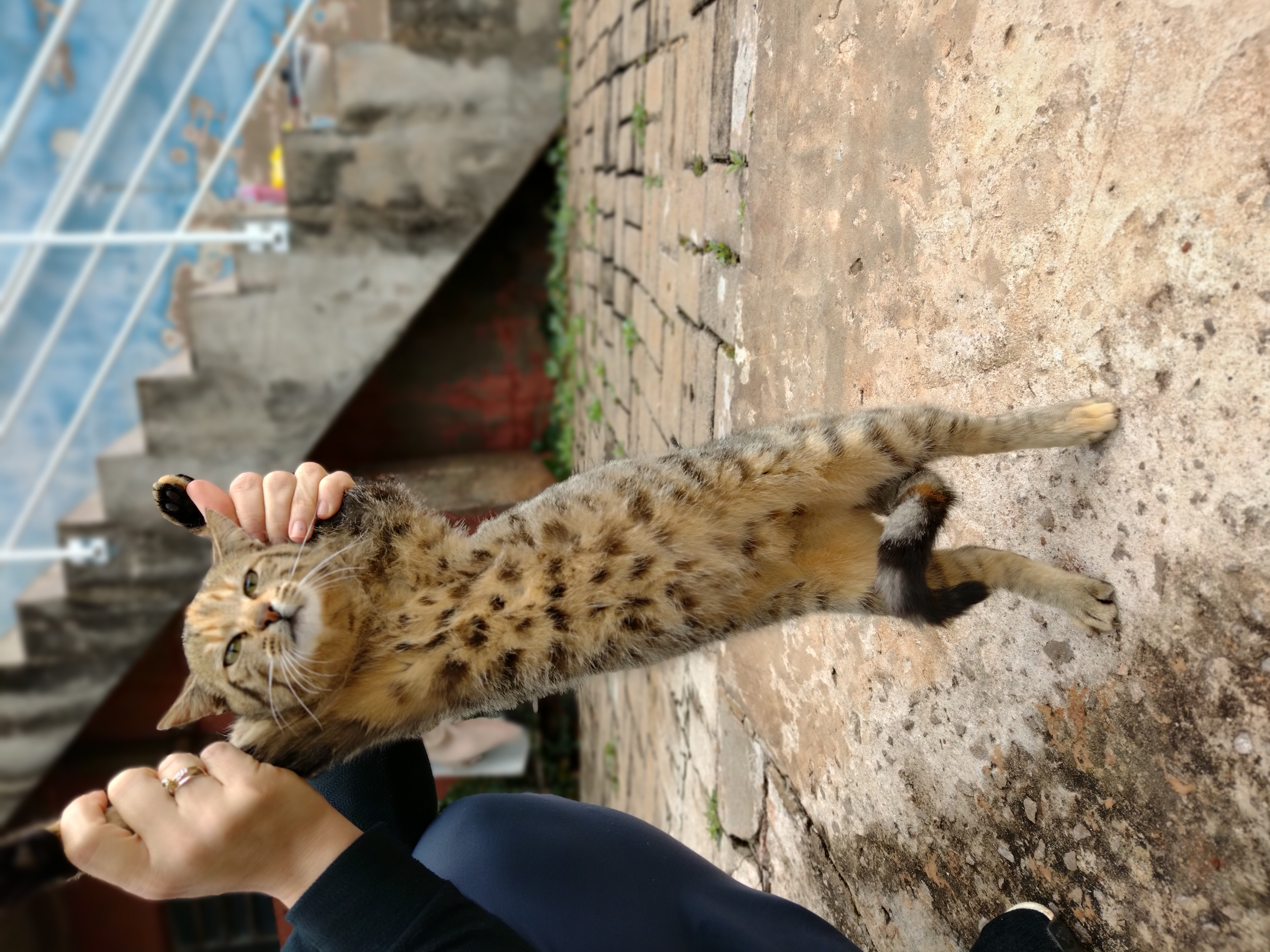 Gato 5