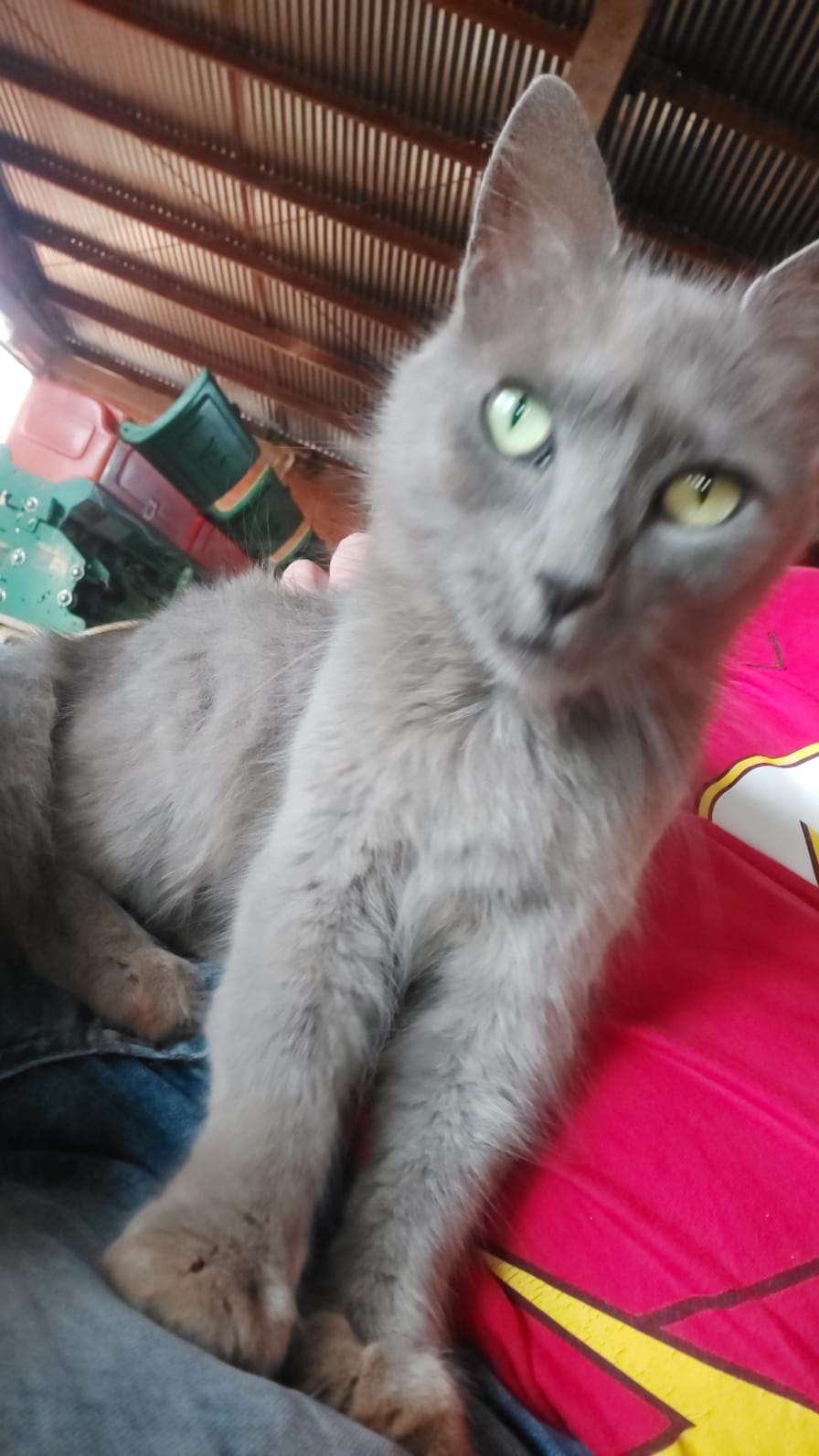 Gato 6