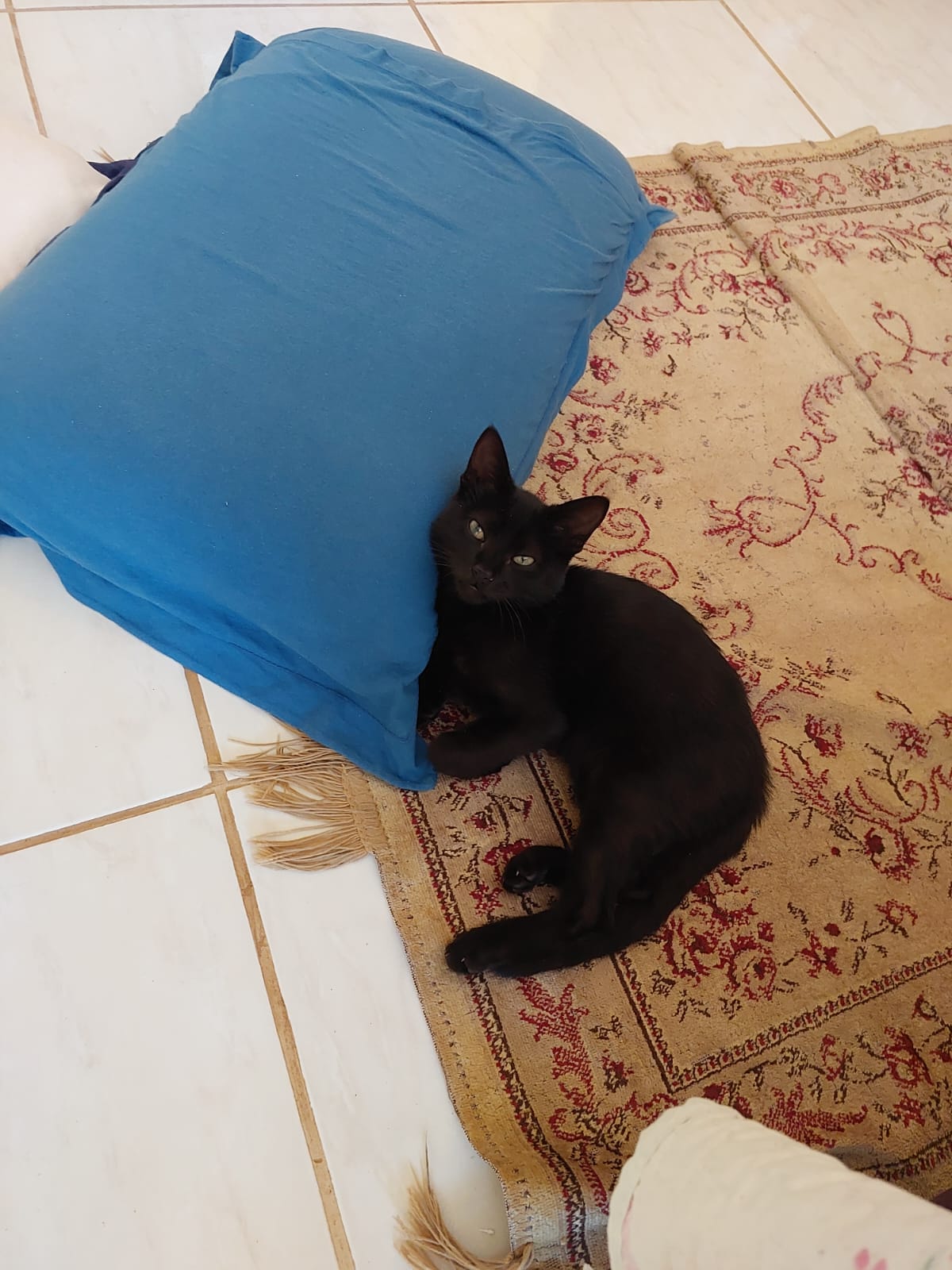 Gato 7