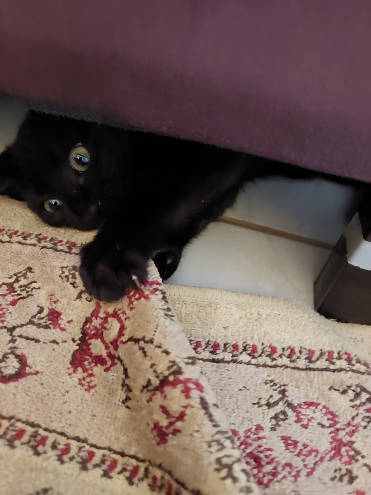 Gato 8