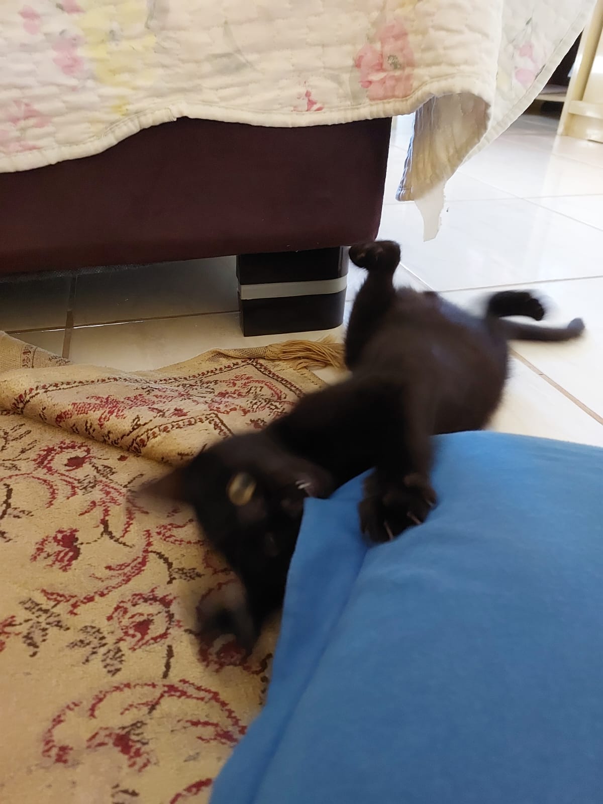 Gato 9