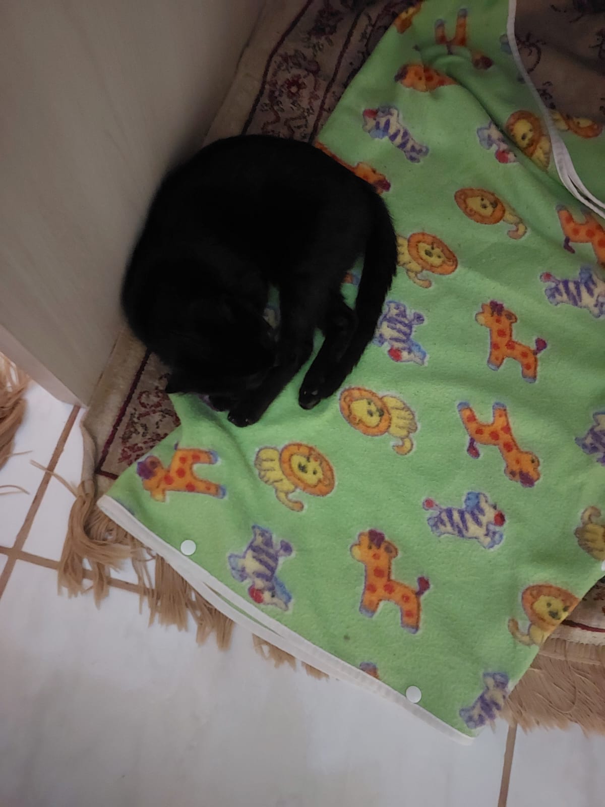 Gato 10