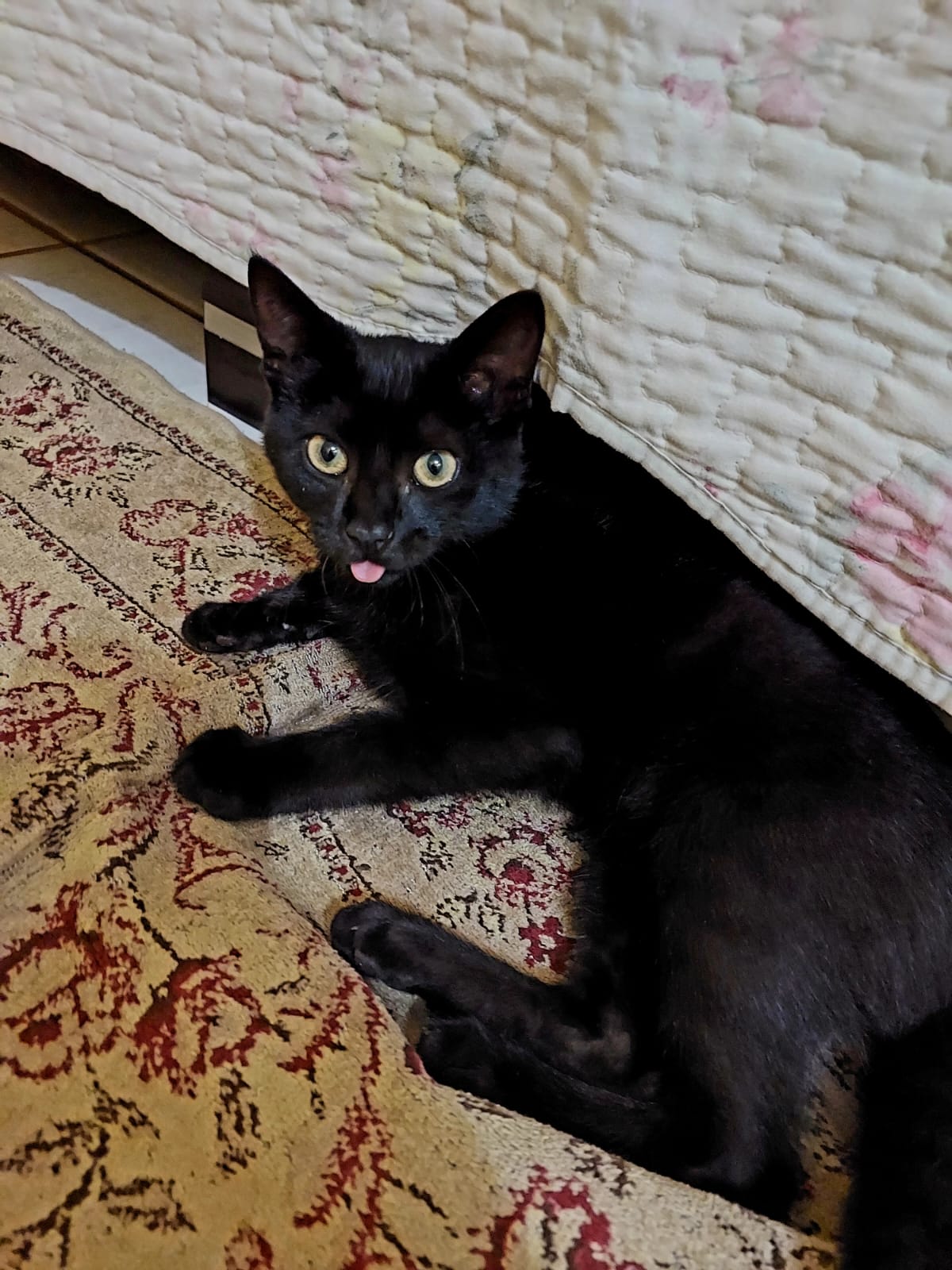 Gato 11