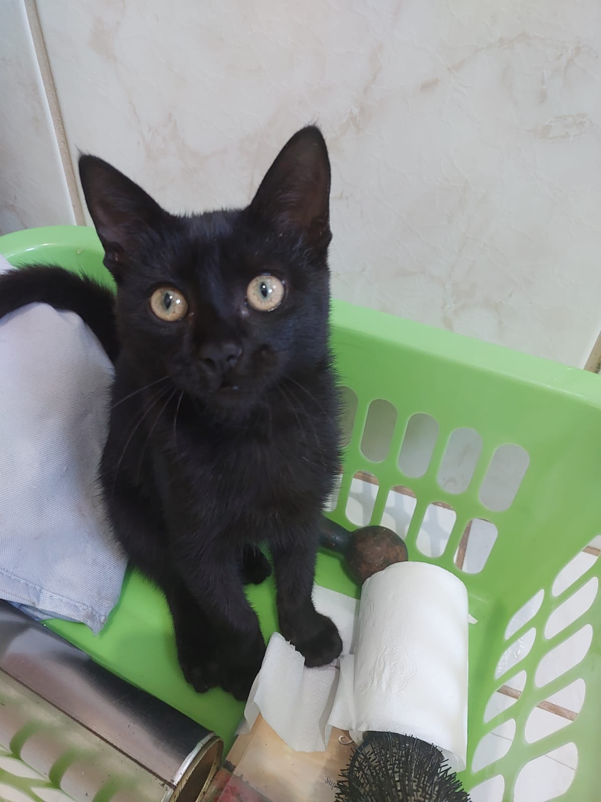 Gato 12