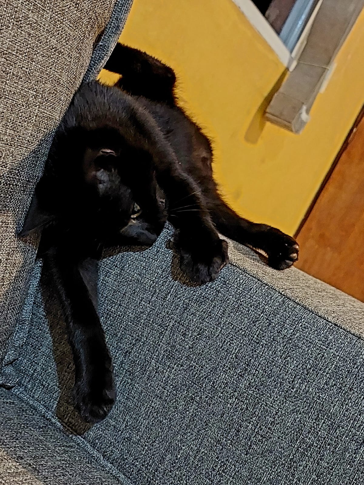 Gato 13
