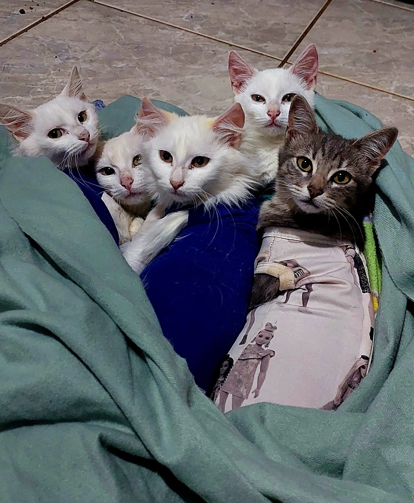Gato 14