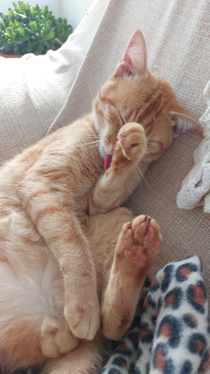 Gato 16