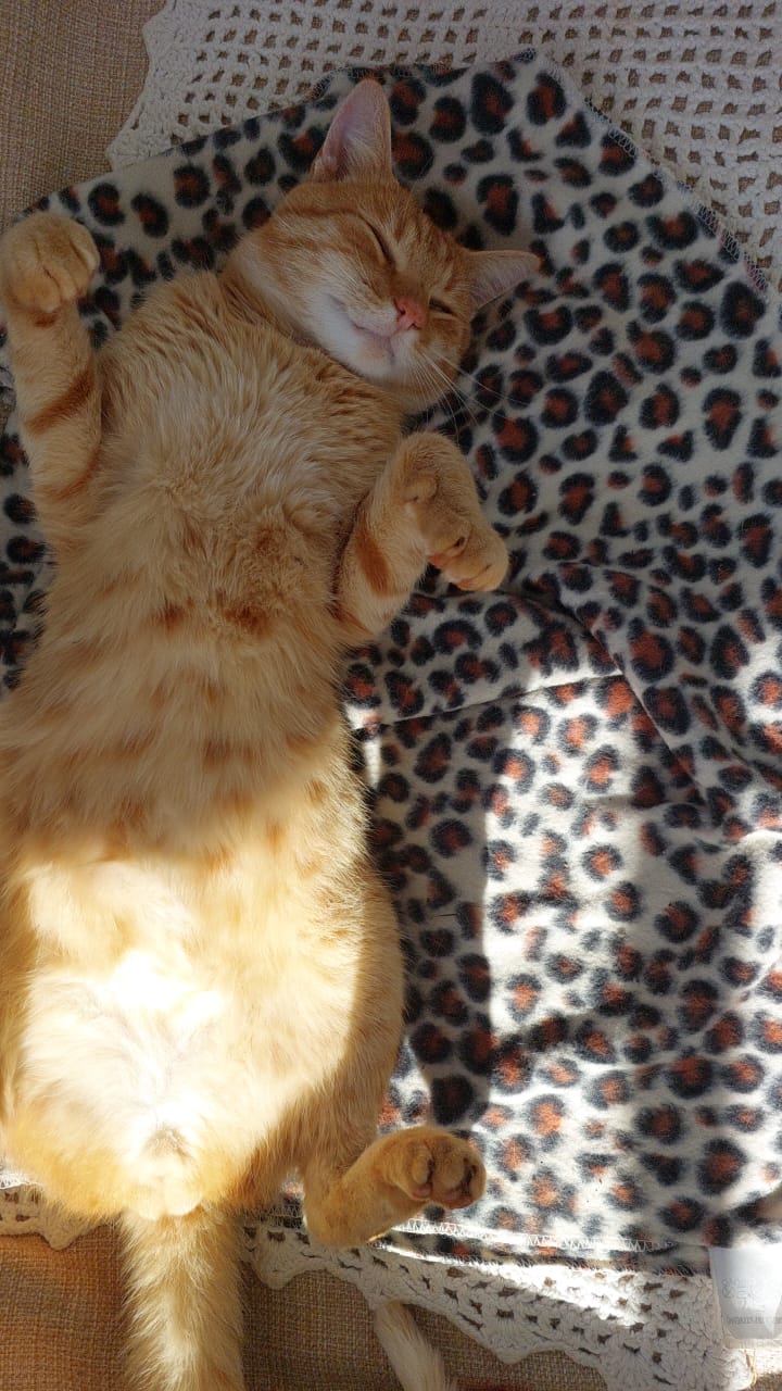 Gato 17