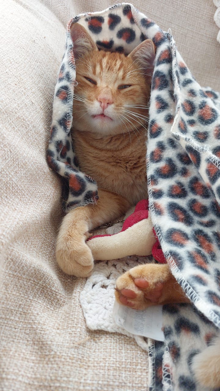 Gato 18