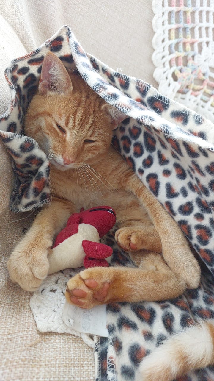 Gato 19