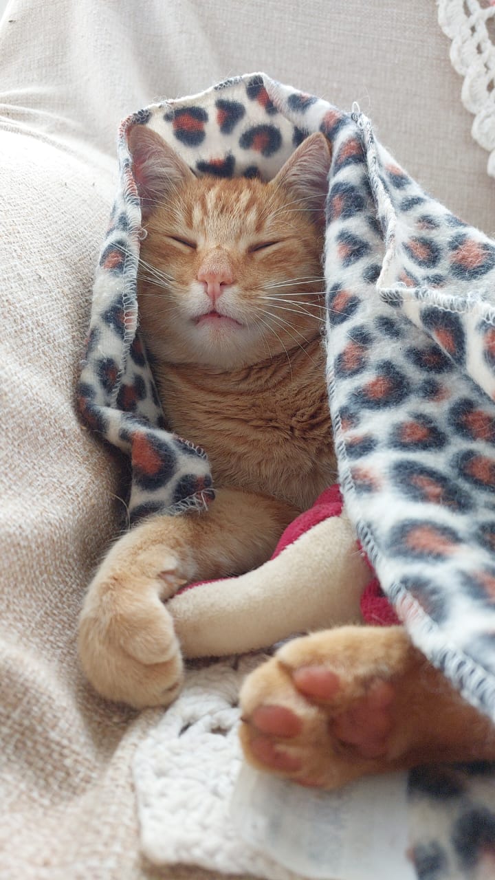 Gato 20