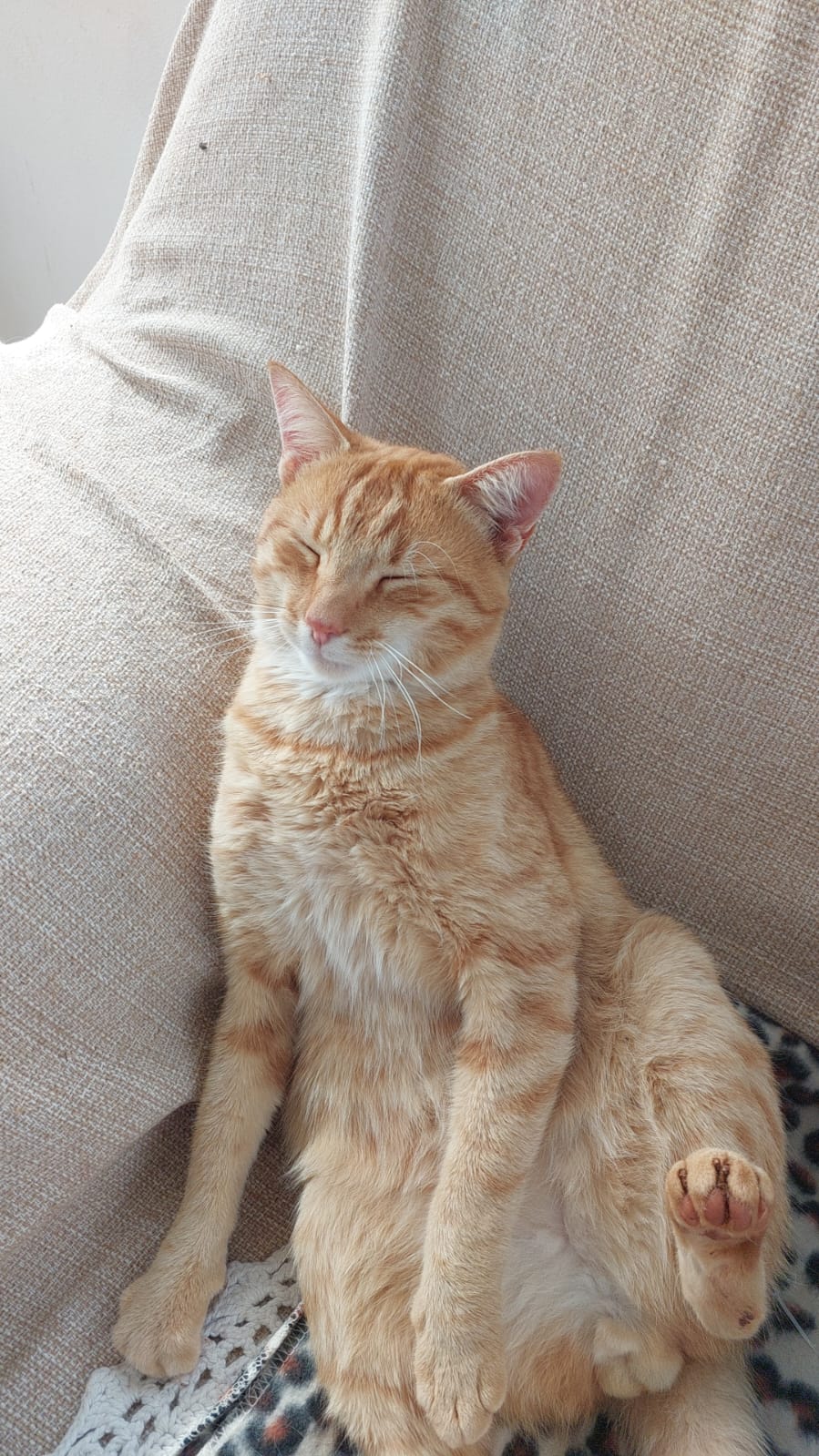 Gato 21