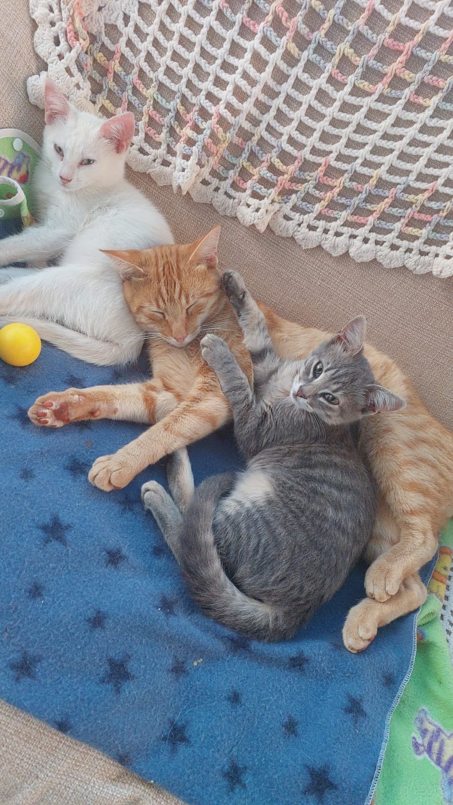 Gato 22